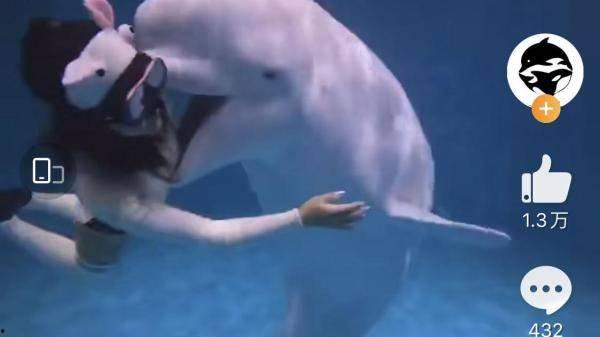 海洋最新爆料视频,最新海洋爆料视频带你探索未知世界